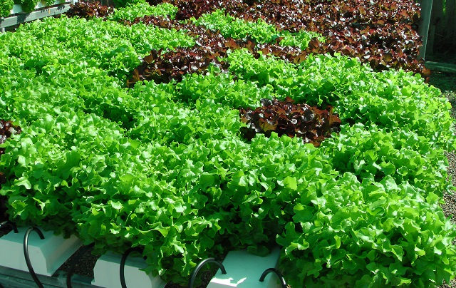 Hydroponic benches with lettuce at day one